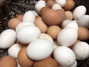 Куриное яйцо домашнее среднее 1 десяток 